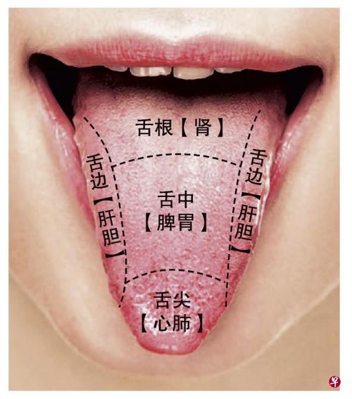 五脏在舌头上的分布