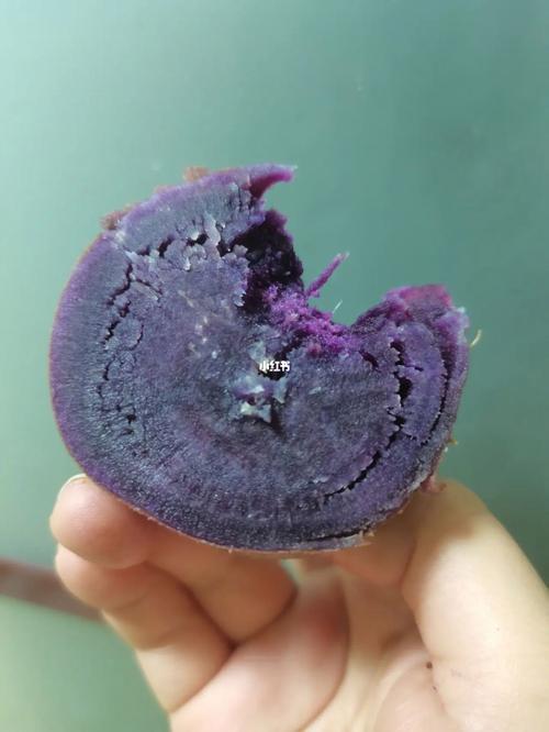 紫薯可以水煮吗
