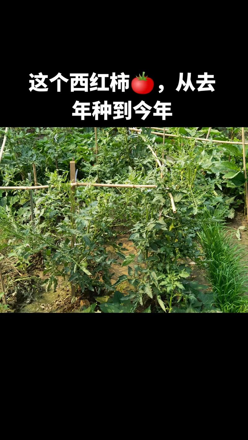 西红柿种植技术与管理用肥