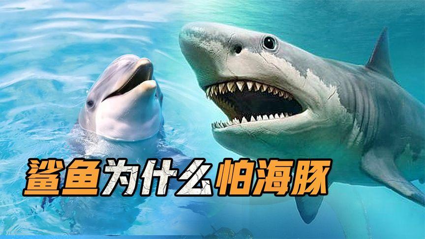 鲨鱼为什么怕海豚的原因