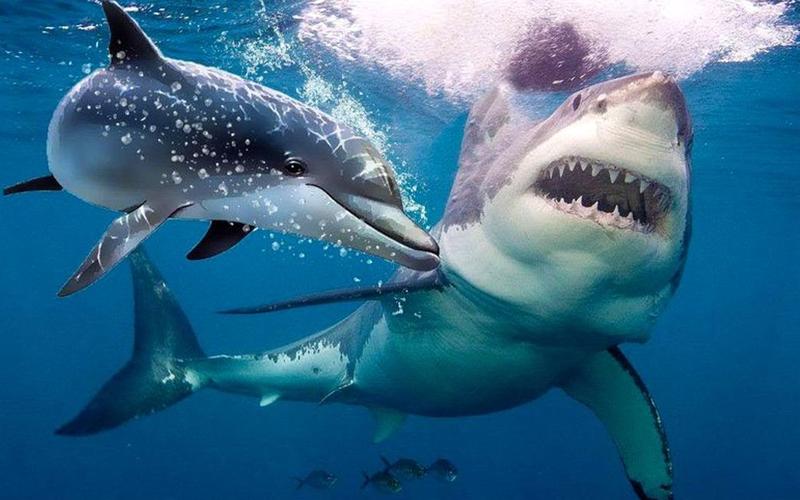 鲨鱼为什么怕海豚视频