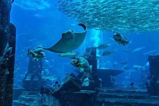 世界上最大的水族馆的相关图片