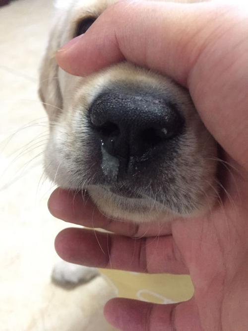 狗狗很精神但是流鼻涕,狗狗鼻塞流鼻涕怎么办的相关图片