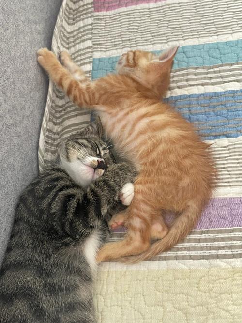猫和人一起睡的危害的相关图片