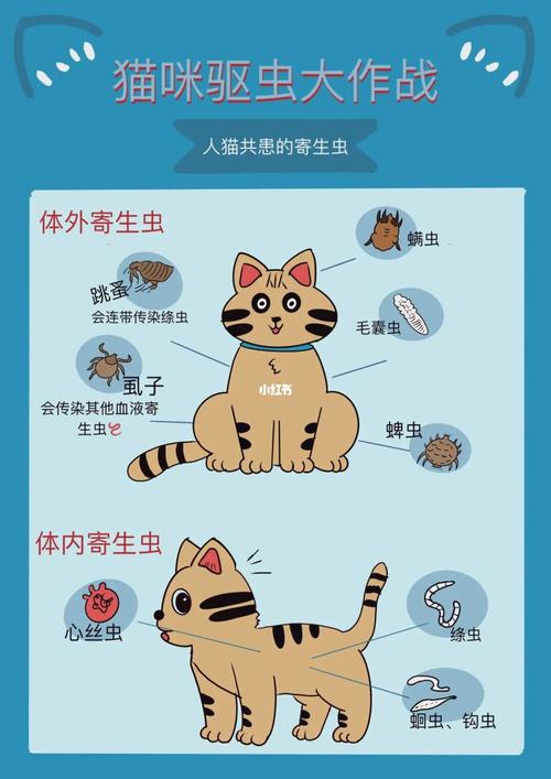 猫咪体内寄生虫症状与治疗(蛔虫,弓形虫等)的相关图片